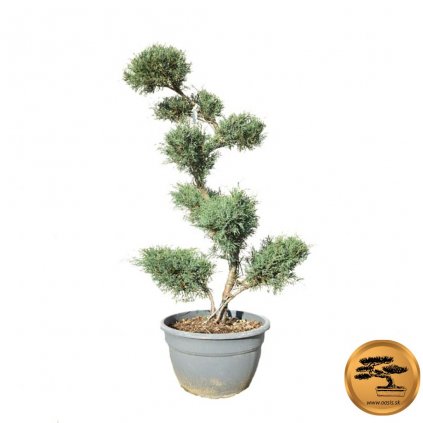 Borievka Pfitzeriana Glauca Bonsaj 100/120cm  Juniperus Pfitzeriana Glauca Bonsai