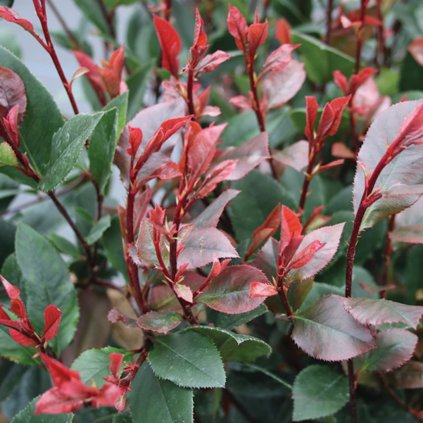 Červienka fraserova Little red Robin clt3  Photinia fraseri Little red Robin