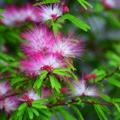 Albizia julibrissin 2l