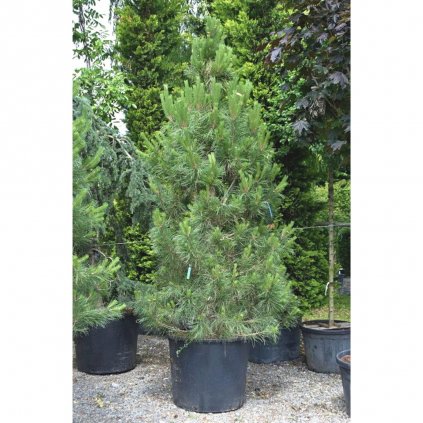 Borovica čierna austriaca 150-175cm kont.  Pinus nigra austriaca