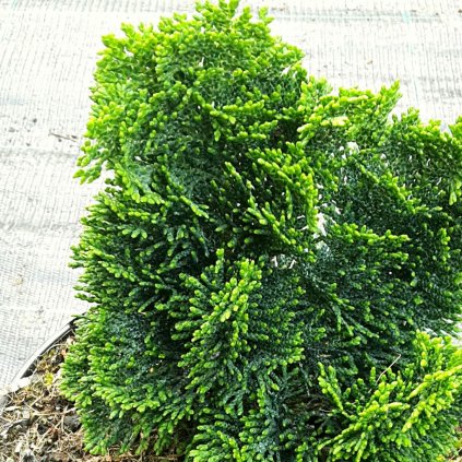 Cypruštek tupolistý Nana Aurora, na kmienku 40 cm, v črepníku  Chamaecyparis obtusa Nana Aurora
