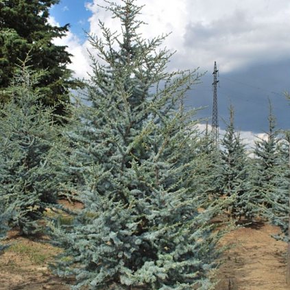 Cedrus atl. Glauca 125/150cm, 20l  Cedrus atl. Glauca