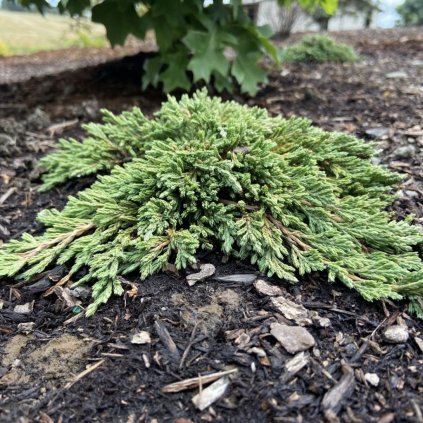 Borievka rozprestretá Pancake 2l  Juniperus horizontalis Pancake