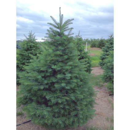 Jedľa srienistá 60-80cm 10l  Abies concolor