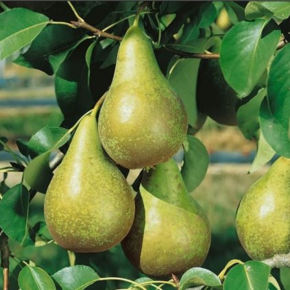 Hruška Konferencia, stredne skorá/neskorá, kont.  Pyrus  Konferencia, veľmi skora