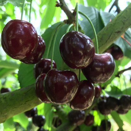 Čerešňa Kordia stredne neskorá, kont.  Prunus avium Kordia