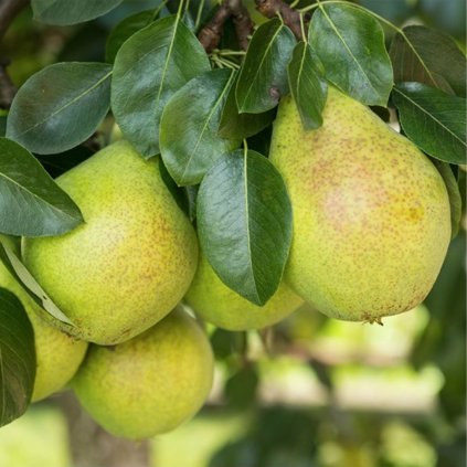 Hruška Lucasova zimná, kont.  Pyrus communis Lucasova