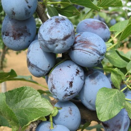 Slivka Čačanská Rodná neskorá, na pálenie, kont.  Prunus domestica Čačanská rodná