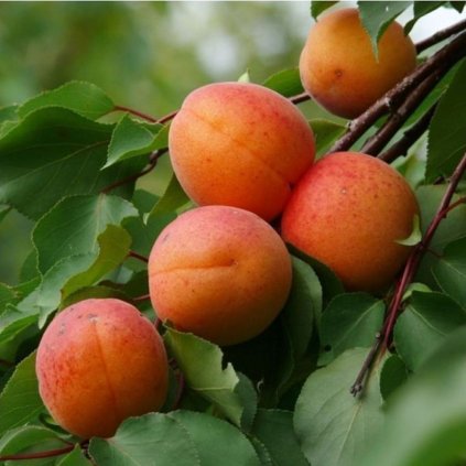 Marhuľa Maďarská stredne skorá, kont.  Prunus armeniaca Maďarská