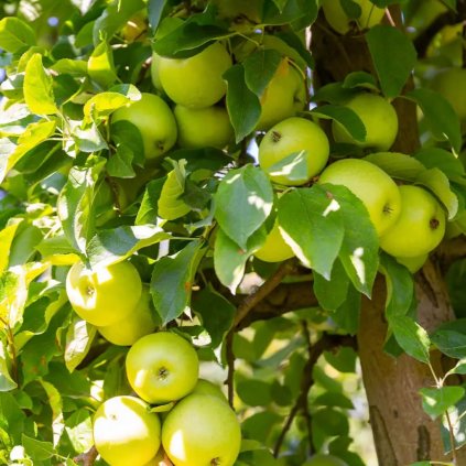 Jabloň Golden Delicius, neskorá zimná, voľnokorenná  Malus domestica Golden Delicius