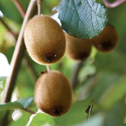 Kiwi Jenny 2l/P17 samoopelivé  Actinidia delic. Jenny