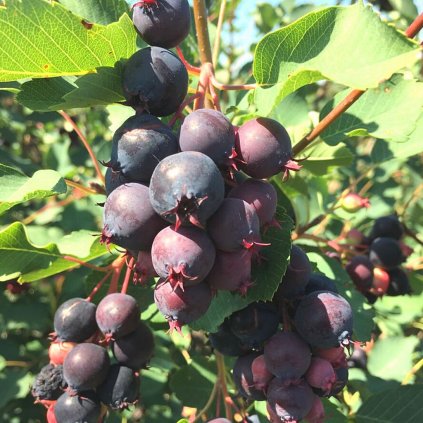 Muchovník northline samoopel. 1l