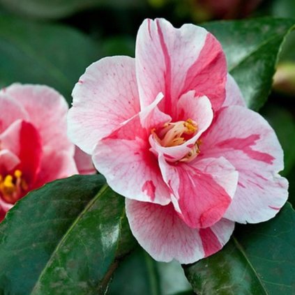 Kamélia jap. Tricolor 0,5l  Camellia japonica Tricolor