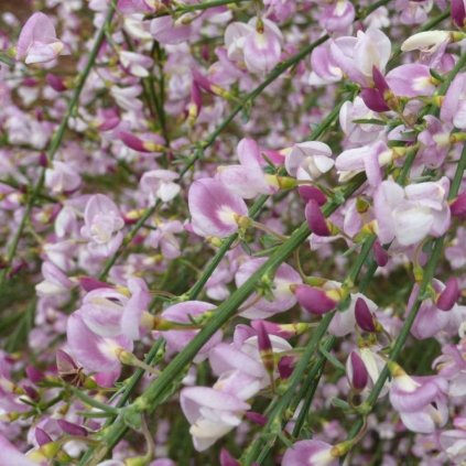 Prútnatec fialový Moyclare Pink k9/2l  Cytisus praecox Moyclare Pink