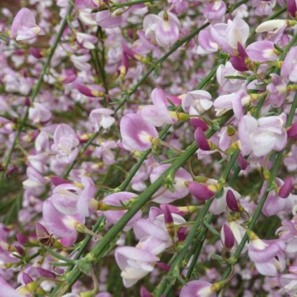 Prútnatec fialový Moyclare Pink k9  Cytisus praecox Moyclare Pink