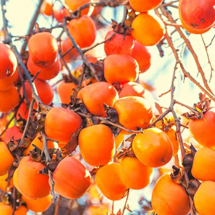 Kaki Royo Brillante 2l, 20-40cm  Kaki Royo Brillante