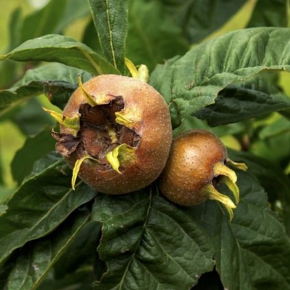 Mišpula obyčajná 2l, 40-60cm  Mespilus germanica