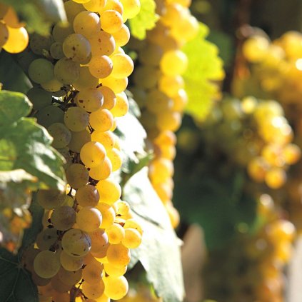 Vinič Irsai Oliver žltý, bal.koreň  Vitis