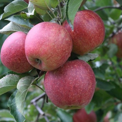 Jabloň Jonagored zimná, voľnokorenná  Malus Jonagored