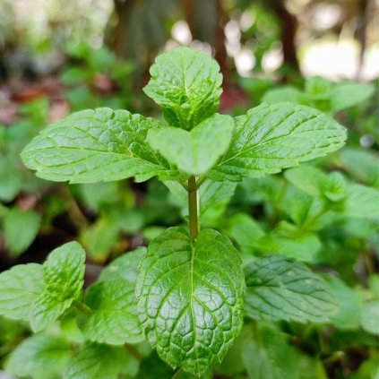 Bylinka Mäta 1,5l/P14  Mentha