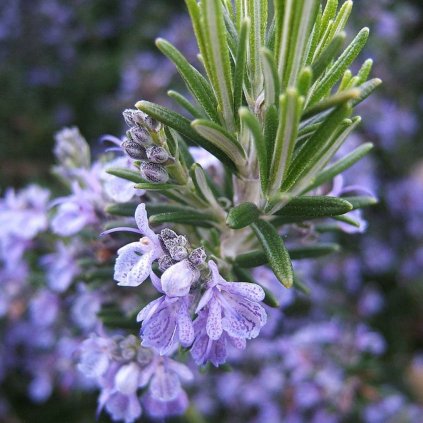 Bylinka Rozmarín lekársky 1,5l/P14  Rosmarinus officinalis