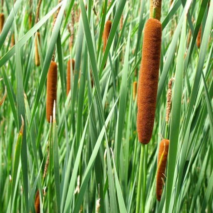 Vodná rastlina Pálka najmenšia  Typha minima