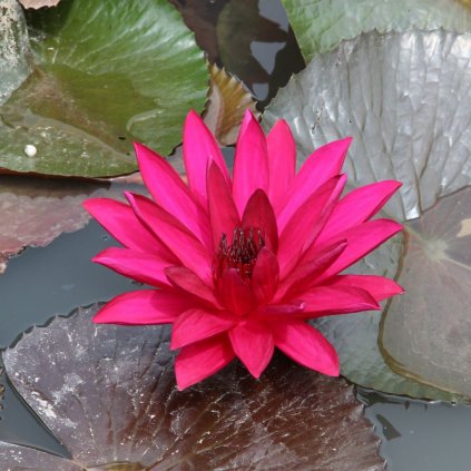 Vodná rastlina lekno červené  Nymphaea 'Attraction Rot'