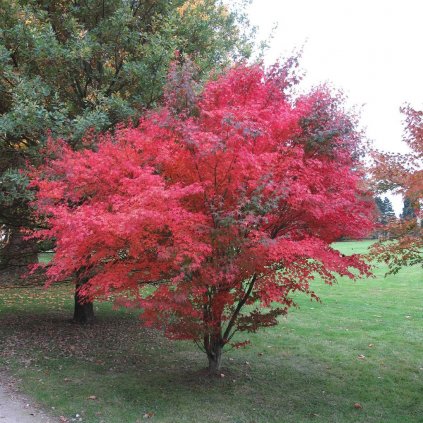 Javor dlaňolistý atropurpureum 20/30cm  Acer palmatum Atropurpureum