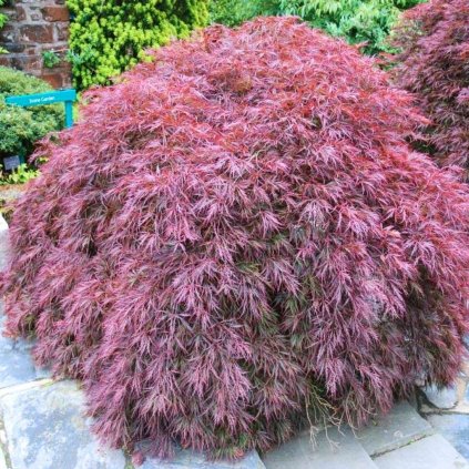 Javor dlaňolistý Garnet 20/30cm, 2,5l  Acer palmatum Garnet