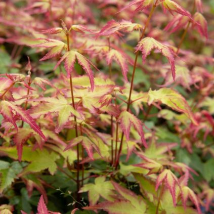 Javor dlaňolistý Little Princess 20/30cm, 2,5l  Acer palmatum Little Princess