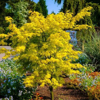 Javor dlaňolistý Orange Dream 20/30cm, 2,5l  Acer palmatum Orange Dream