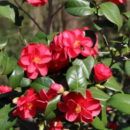 Kamélia jap. 'Mary Williams' 2,5l, 30/40cm  Camellia jap. 'Mary Williams'