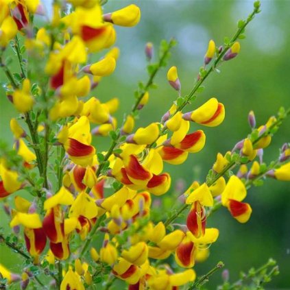 Prútnatec 'Andreanus Splendens' km60cm  Cytisus 'Andreanus Splendens'