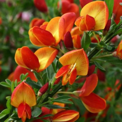 Prútnatec 'Lena' 1,5l 30/40cm  Cytisus 'Lena'