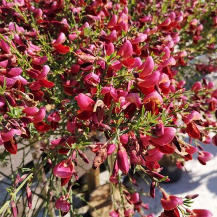 Prútnatec 'Windlesham Ruby' km60cm  Cytisus 'Windlesham Ruby'