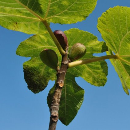 Figovník 'Francuesco' 2,5l 30/40cm  Ficus carica 'Francuesco'