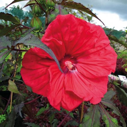 Ibištek bahenný  'Geant Red' 2l  Hibiscus mosch. 'Geant Red'