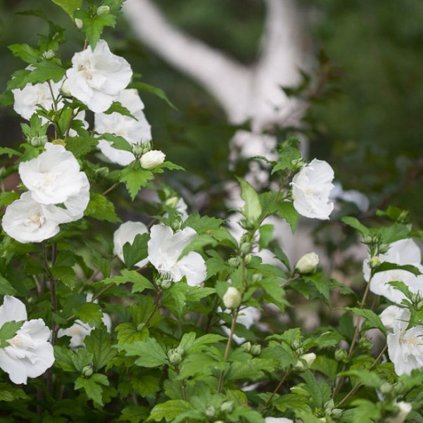 Ibištek sýrsky  'White Chiffon' 2,5l 30/40cm  Hibiscus syr. 'White Chiffon'