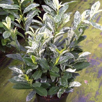Vavrínovec lekársky 'Ivory' 2,5l 20/30cm Prunus laur. 'Ivory'