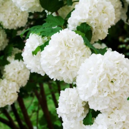 Kalina obecná  'Compactum' 2,5l 20/30cm  Viburnum opulus 'Compactum'