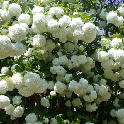 Kalina obecná  'Roseum' 2,5l 20/30cm  Viburnum opulus 'Roseum'