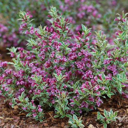 Weigela 'All Summer Monet' 2,5l  Weigela 'All Summer Monet'