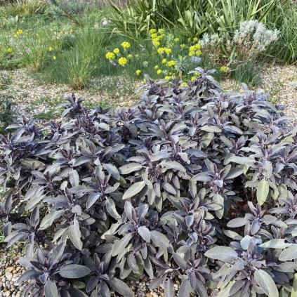 Bylinky Šalvia 'Purpurascens' 1,5l  Salvia officinalis 'Purpurascens'