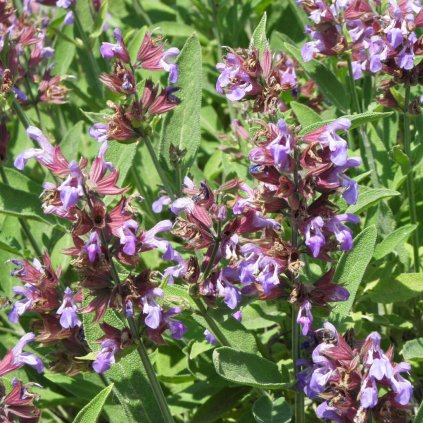 Bylinky Šalvia 'Tricolor' 1,5l  Salvia officinalis 'Tricolor'