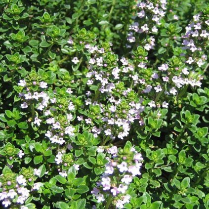 Bylinky Dúška citónová  'Lady D.' 1,5l  Thymus citrodorus 'Lady D.'