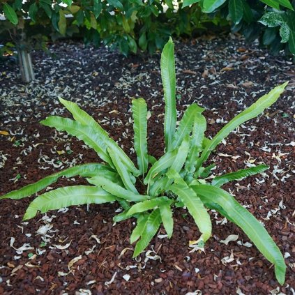 Asplenium scol. 'Angustifolia' 1,5l  Asplenium scol. 'Angustifolia'