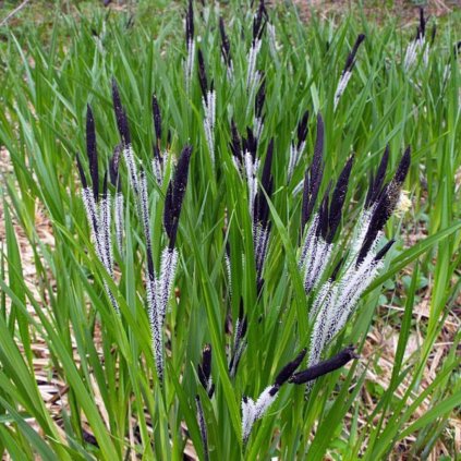 Ostrica štíhla k9 vodn.  Carex gracilis