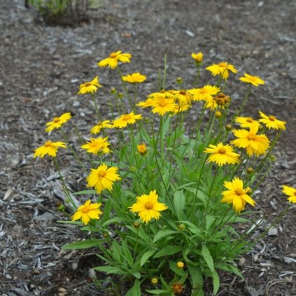 Trvalka Krásnoočko žlto-červené k9  Trvalka Coreopsis Grandiflora