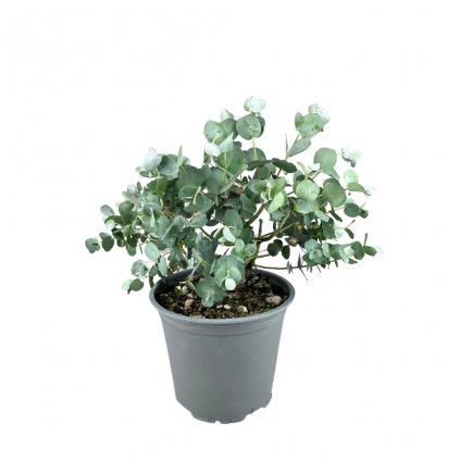 Eukalyptus gunnii 30-35cm  Eucalyptus