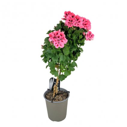 Muškát anglický km  Pelargonium grandi